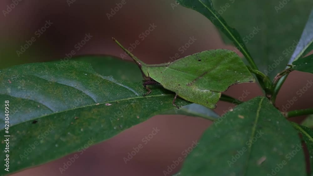 Leaf-mimic Grasshopper, Trigonopterygidae, Thailand; a gentle wind blowing in the dark of the rainforest as this individual moves in forelegs to reposition itself while eating the leaf. Leaf-mimic Grasshopper, Trigonopterygidae, Thailand; a gentle wind blowing in the dark of the rainforest as this individual moves in forelegs to reposition itself while eating the leaf.