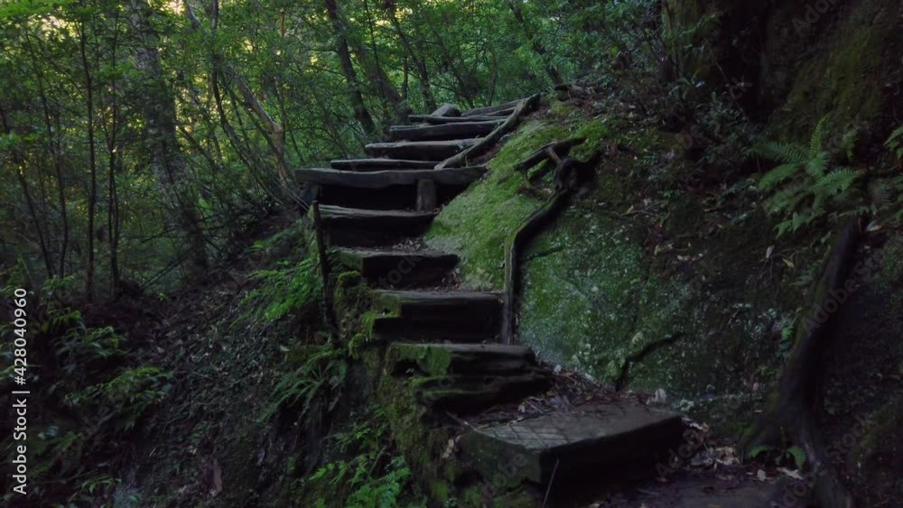 Moss covered steps of Mononoke Forest, Yakushima Island Japan Moss covered steps of Mononoke Forest, Yakushima Island Japan