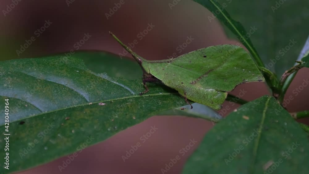 Leaf-mimic Grasshopper, Trigonopterygidae, Thailand; almost motionless while seen on top of a leaf already partially eaten as it is being zoomed out. Leaf-mimic Grasshopper, Trigonopterygidae, Thailand; almost motionless while seen on top of a leaf already partially eaten as it is being zoomed out.