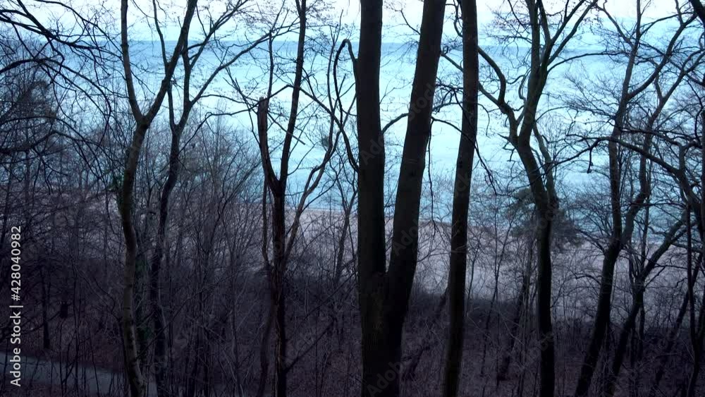 Tilt up shot showing mystic silhouette of trees against bright sky in background during dusk. Forest walk in the evening. Tilt up shot showing mystic silhouette of trees against bright sky in background during dusk. Forest walk in the evening.
