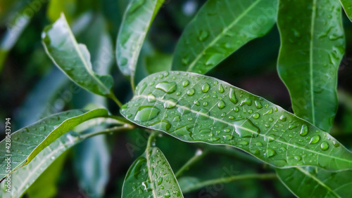 leaf with drops