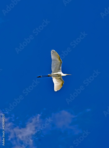 white heron aka egret or aigrette flying in the blue sky with clouds, albino in flight with wide wings, birds diversity