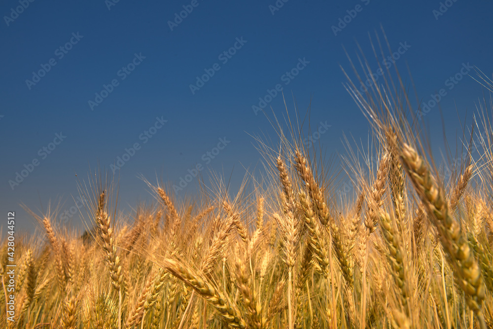 Barley Field in period harvest on background cloudy sky. Barley field detail.