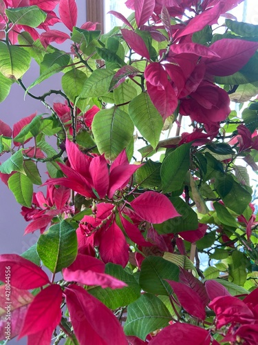 red rose bush