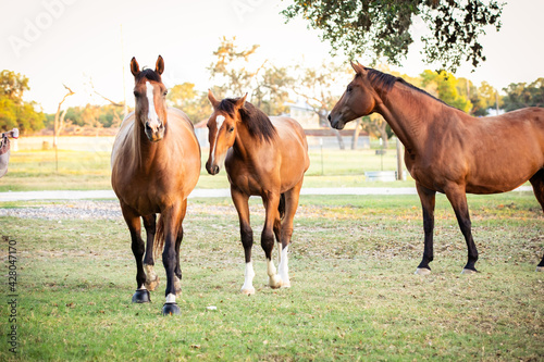 three horses in pasture © Fifteen10