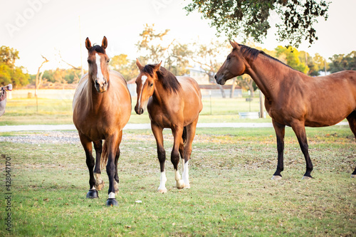 three horses in pasture photo