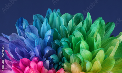 Colorful Chrysanthemum Flower Background. Chrysanthemum Rainbow Flower