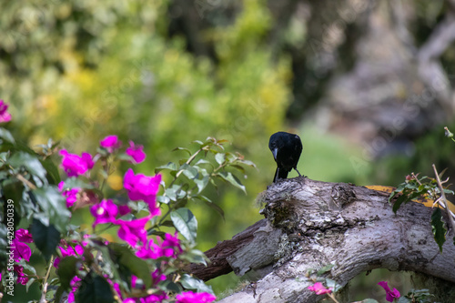 black bird on a branch