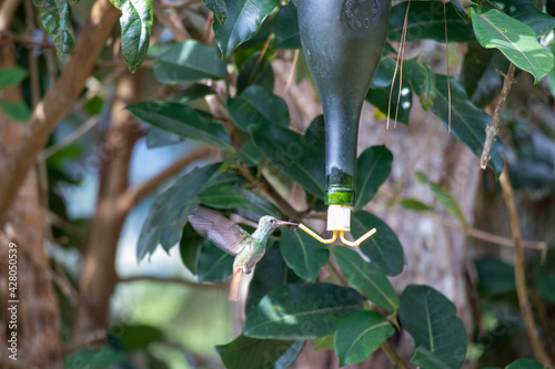 humming bird in a feeder handmade from reused bottle photo