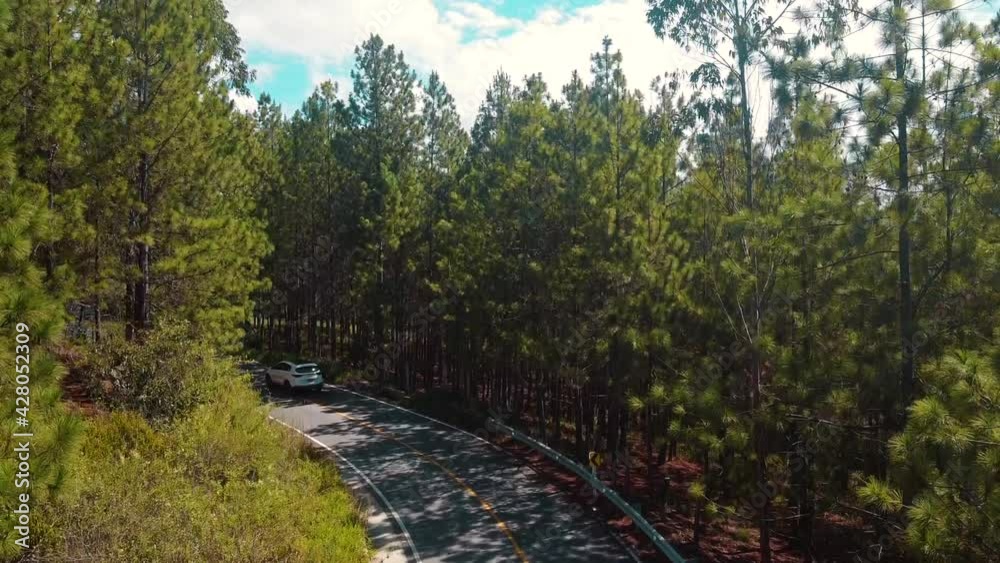 AERIAL, TOP DOWN: Dark colored car driving down an asphalt road crossing the vast forest on a sunny summer day. People on relaxing drive through the idyllic woods in picturesque Slovenian countryside.