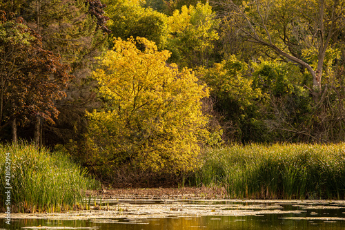 An Early Autumn Afternoon in the Rattray Marsh