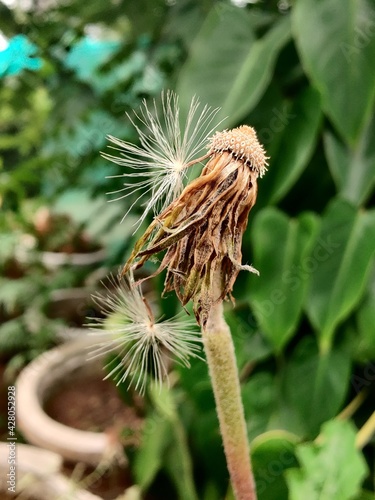 close up of a plant