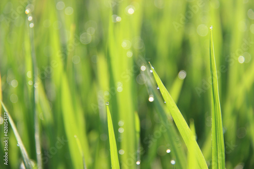 the atmosphere in the morning with dew drops on green rice plants