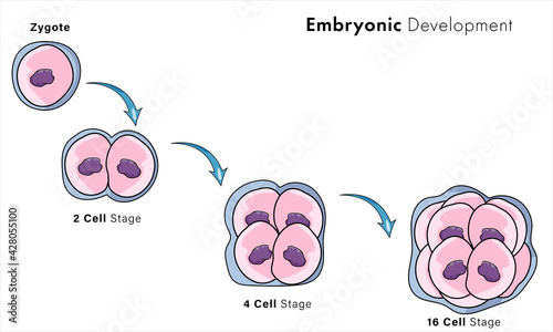 Illustration of embryonic development steps from fertilization to fetus formation. 