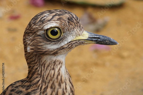 Closeup shot of the Cape thick-knee spotted dikkop, spotted thick-knee, Burhinus capensis photo