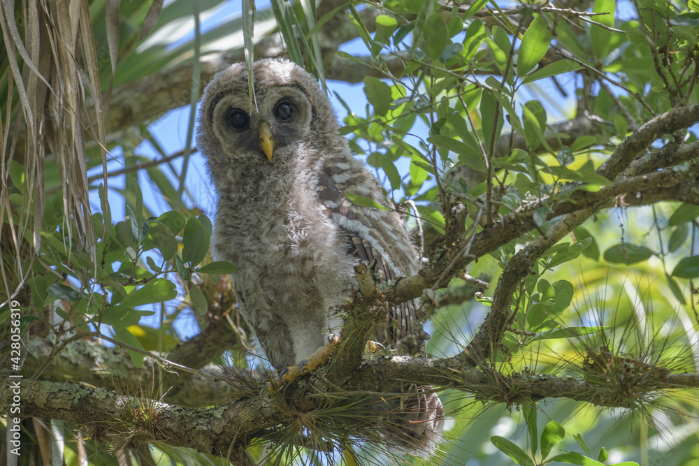 Barred Owlet sitting on a tree branch