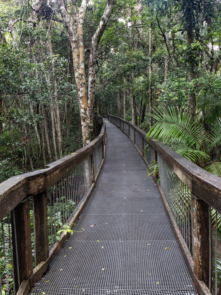 Boardwalk into the rain forest.