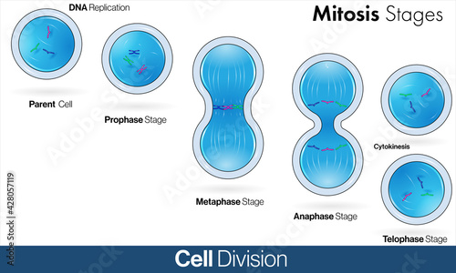 Illustration of Eukaryotic cell Division or mitosis.