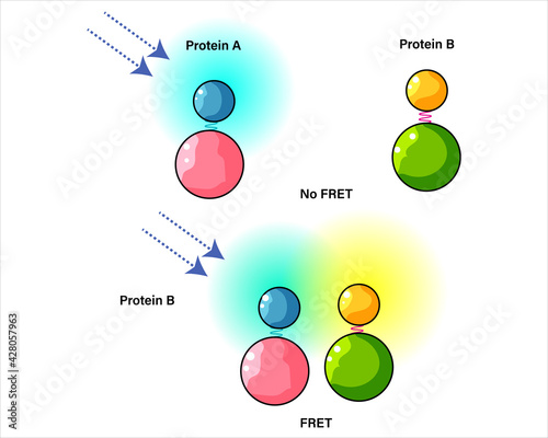 Illustration of Forster resonance energy transfer assay or FRET photo