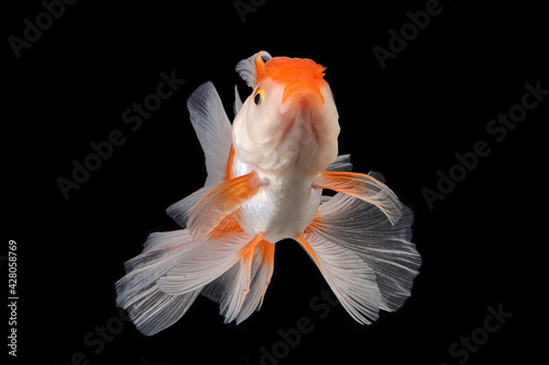 Pet yellow white gold fish with long flowery wave tail swimming in aquarium water on black background
