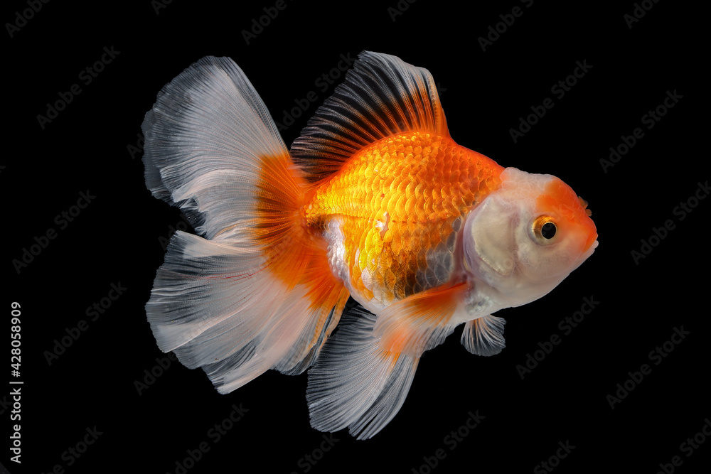 Pet yellow white gold fish with long flowery wave tail swimming in aquarium water on black background Pet yellow white gold fish with long flowery wave tail swimming in aquarium water on black background
