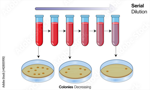 Serial dilution process in microbiology, tubes with liquid, 