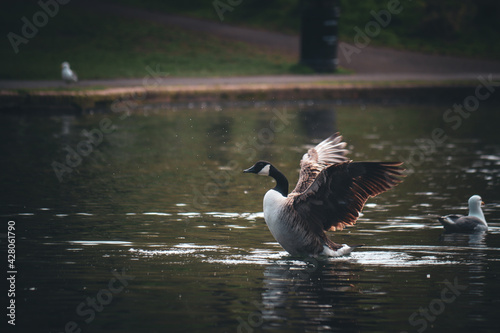 Goose showing wings in the pond 