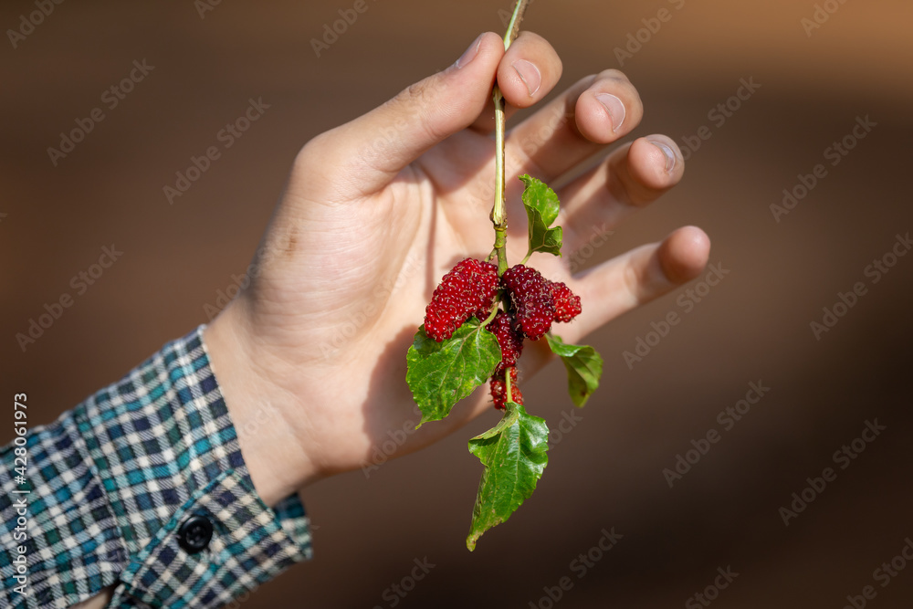 Close-up A big fresh mulberry in the hands of a gardener The bright red color looks delicious. The healthy fruit is ripe on the tree. During summer in Thailand