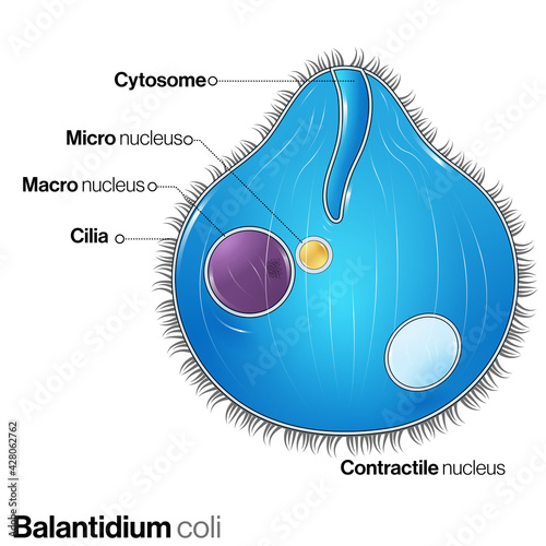 illustration of microbe Balantidium coli structure.