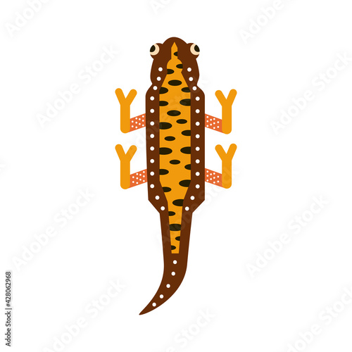 cute newt amphibian