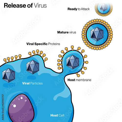 Illustration of virus particle getting released from cell.