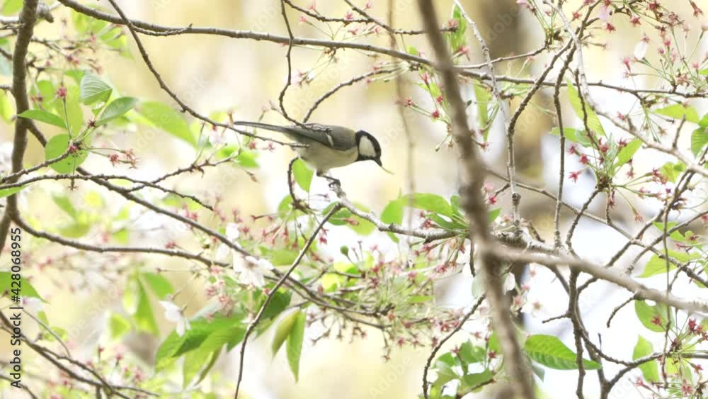 Japanese Tit Catching and Eating Worm Caterpillar On The Tree In Saitama, Japan - low angle, static shot Japanese Tit Catching and Eating Worm Caterpillar On The Tree In Saitama, Japan - low angle, static shot