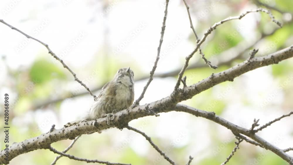 Japanese Pygmy Woodpecker Pecking Wood For Worms In The Forest Near Saitama, Japan - close up Japanese Pygmy Woodpecker Pecking Wood For Worms In The Forest Near Saitama, Japan - close up