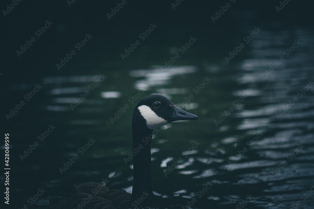 Wild canadian goose Wild canadian goose
