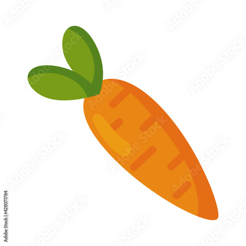 fresh carrot vegetable