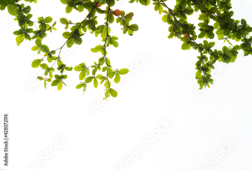 Green tree leave on white in garden,selective focus.