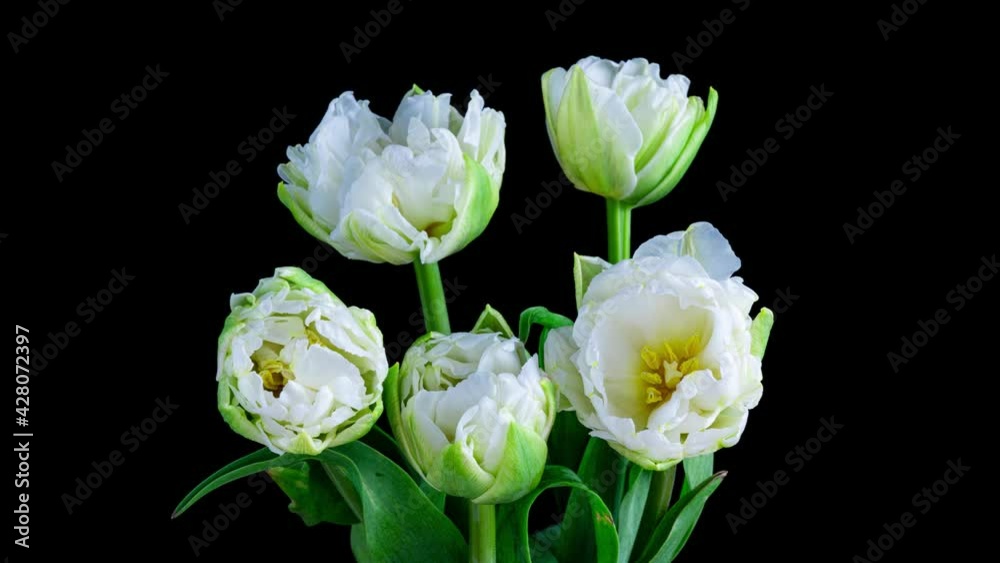 Time-lapse bouquet of white tulips on a black background. Festive bouquet. 4K video Time-lapse bouquet of white tulips on a black background. Festive bouquet. 4K video