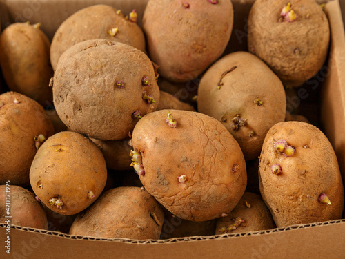 Brown potato tubers with sprouts in cardboard box