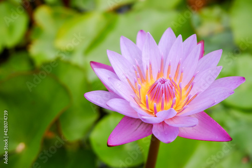 Purple lotus flower opened on a pond with yellow center and green leaf around.