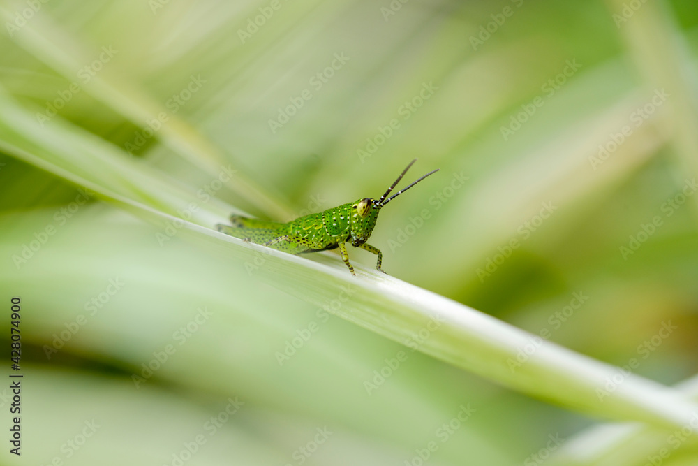 Closeup Small fresh green grasshopper perched on the leaves in the thicket. Closeup Small fresh green grasshopper perched on the leaves in the thicket.