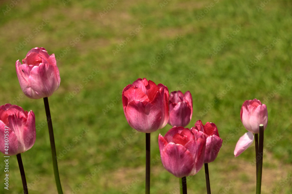 incredible kashmir valley