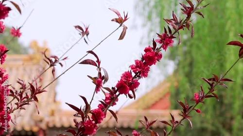 Plum blossoms in the Palace Museum in Beijing, China in spring