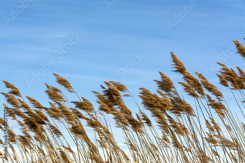 Closeup shot of pampa grass under a cloudy blue sky on a windy day photo