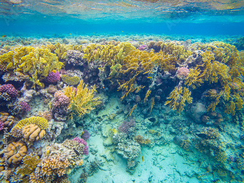 Corals near Hurghada resort town in Egypt