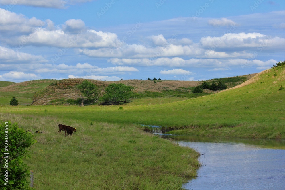 landscape with cows and hills, blue sky, water, that's in a farm pasture east of Wilson Lake that's south of Lucas Kansas USA.