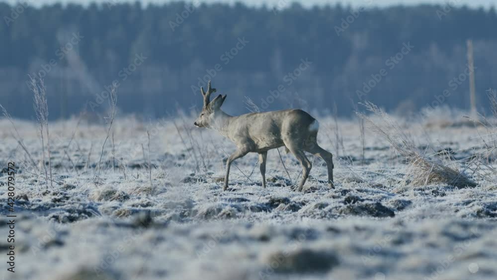 Roe deer running and walking eating grass in spring early morning golden hour light frosty weather Roe deer running and walking eating grass in spring early morning golden hour light frosty weather