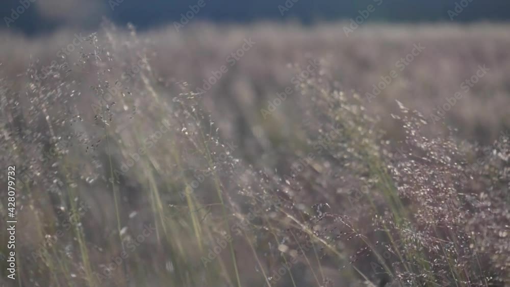 Meadow of dry grass patch in Iceland along the ring fjord route, Close up macro shot