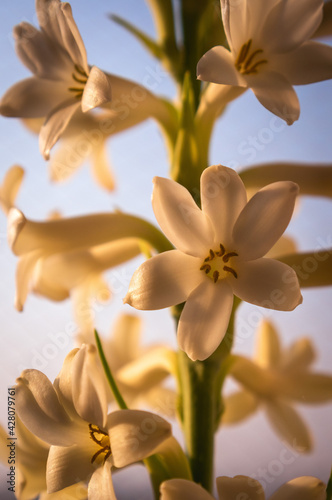 Photos Closeup shot of a beautiful tuberose flower isolated on a blue background
