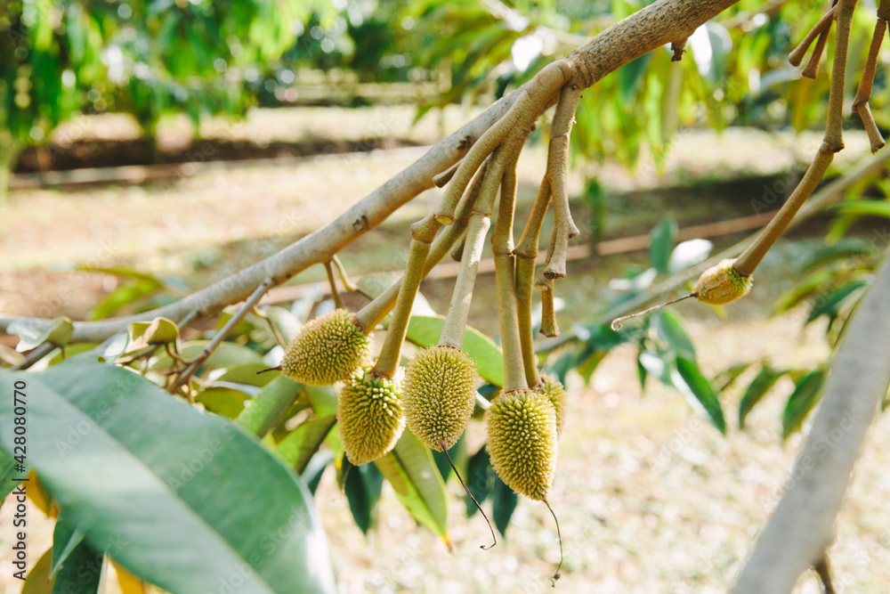 Close-up young durian on the durian tree
