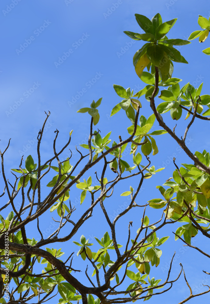 Terminalia catappa branch with green leaves against clear blue summer sky in Bali, Indonesia